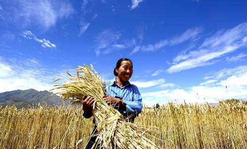 Market research: China agribusiness