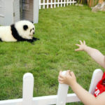Market research: the pet market in China