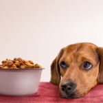 Pet Food Market in China