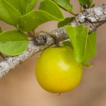 Australia Business in China: Export of Australian fruit in China