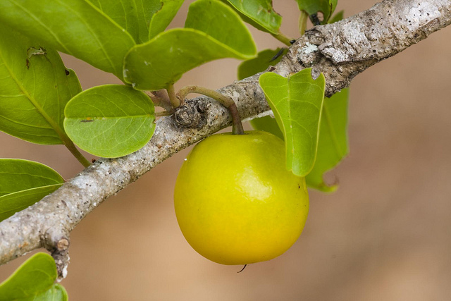 Australia Business in China: Export of Australian fruit in China