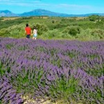 Provence business in China