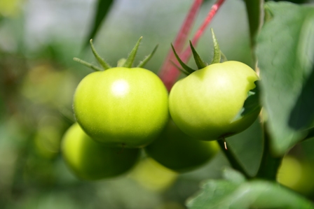 Advanced Agriculture Market in China 