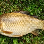 Aquaculture Industry in China