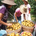 Food Innovation in China