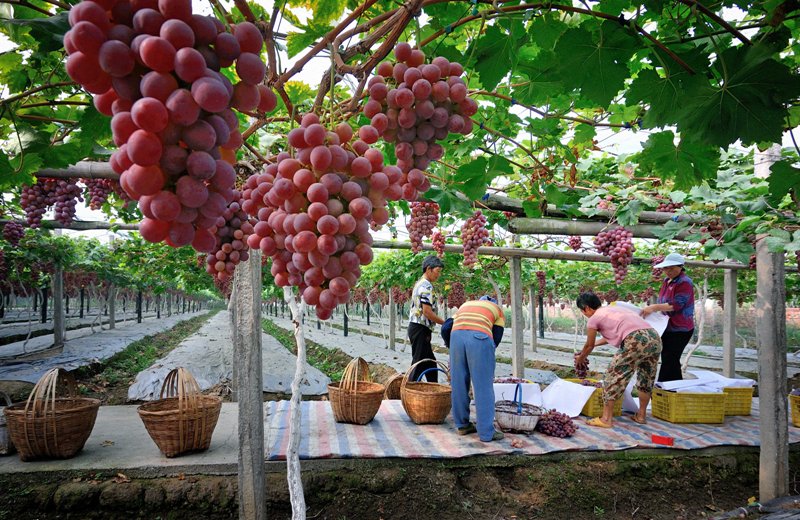 Wine Tourism in China is getting popular