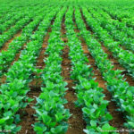 How will China’s soy bean market fair under trade war pressure?