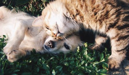 China pet food market