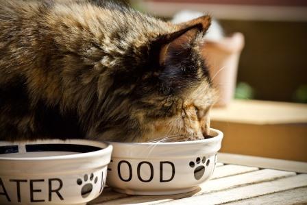 The most common pet China