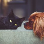 Pet food market in China: the forecast is expecting Chinese pet food expenditure to get heavier