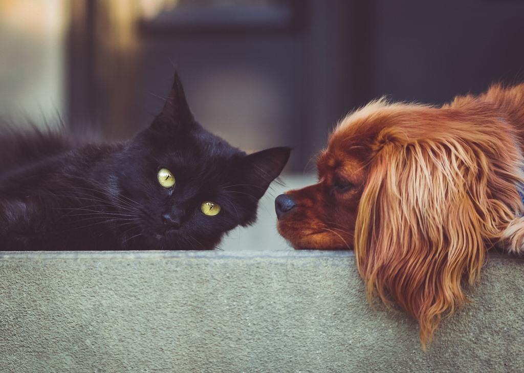 Pet food market in China: the forecast is expecting Chinese pet food expenditure to get heavier
