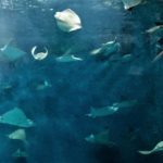 Impacts of the Rising Zoo and Aquarium Industry in China | Daxue Consulting