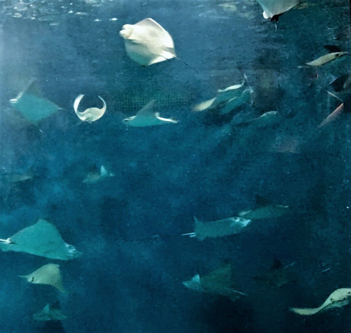 Impacts of the Rising Zoo and Aquarium Industry in China | Daxue Consulting