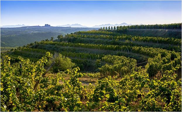 Vineyard in China